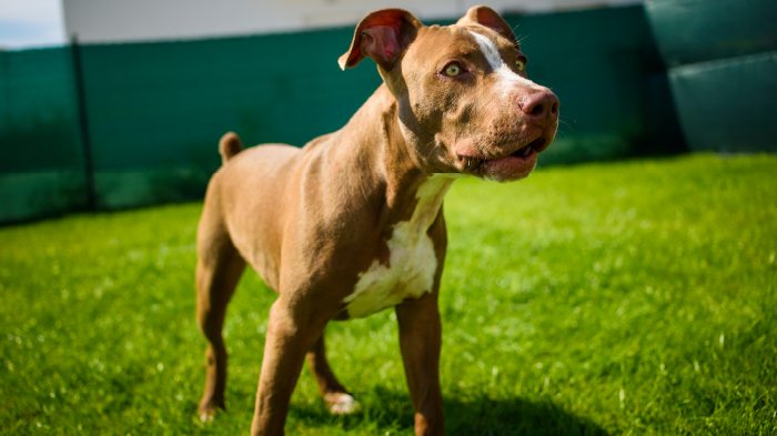 Pitbull dog on green lawn