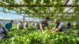 How innovative farming techniques are transforming sustainable agriculture