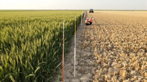 Gene-edited wheat shows strong drought resilience in large-scale field trials