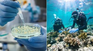 Lab-grown coral larvae boosted with probiotic bacteria accelerate reef recovery in controlled trials