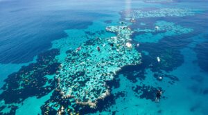Innovative initiatives in coral reef restoration reshape marine conservation efforts.