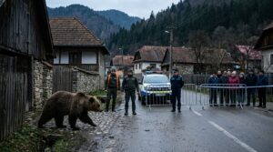 Romania signs new law to manage rising bear encounters in towns and villages