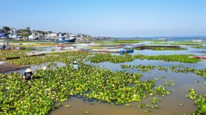 Innovative aquaculture: sustainable seafood practices transforming coastal communities