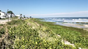 Coastal towns pivot to living shorelines as storms intensify