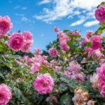 Planting and Growing Roses: A Guide for Beginners