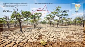 Drought-driven cocoa shortage sends chocolate prices soaring and reshapes global supply chains