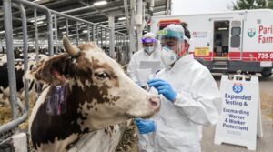 Surge of H5N1 bird flu detections in dairy herds triggers expanded testing and worker protections across multiple states