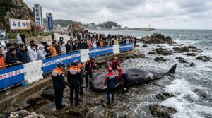 Stranded whale draws crowds to South Korean coast