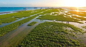 Innovative seaweed farms poised to transform sustainable agriculture practices